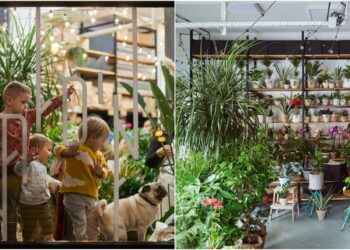 ĐARDIN RECENZIJE: SVE ŠTO TREBA ZNATI O OVOJ INOVATIVNOJ PLATFORMI