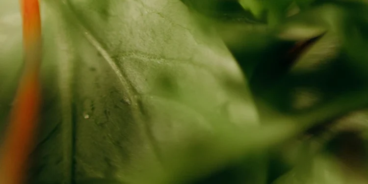 static photos 1774280920